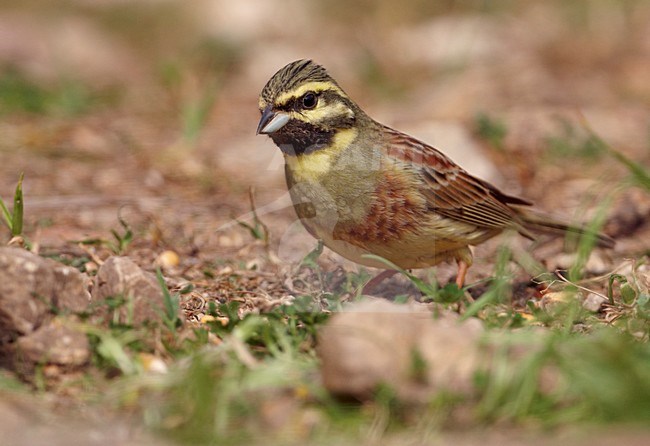 Volwassen mannetje Cirlgors, Adult male Cirl Bunting stock-image by Agami/Markus Varesvuo,