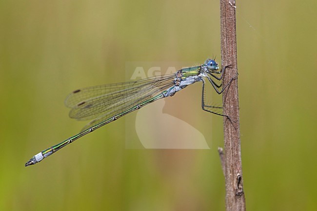 Imago Gewone pantserjuffer; Adult Common Spreadwing stock-image by Agami/Fazal Sardar,