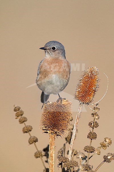 Adult female
Santa Barbara Co., CA
November 2022 stock-image by Agami/Brian E Small,