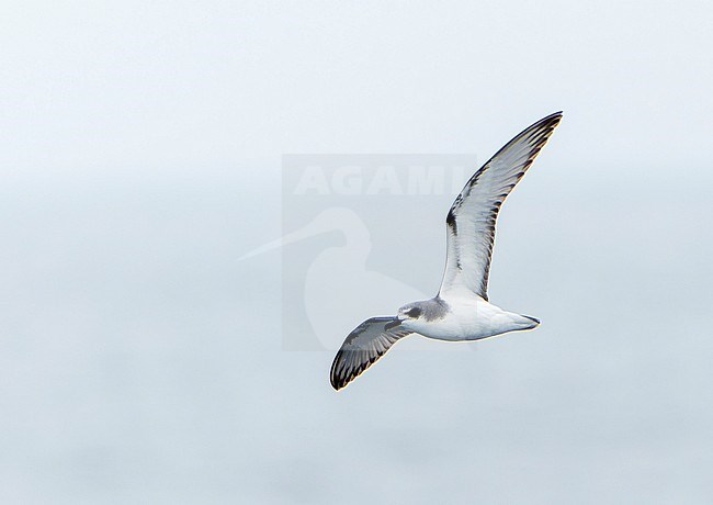 Masatierra Petrel (Pterodroma defilippiana) at sea off Chile. Also known as De Filippi's petrel. stock-image by Agami/Dani Lopez-Velasco,