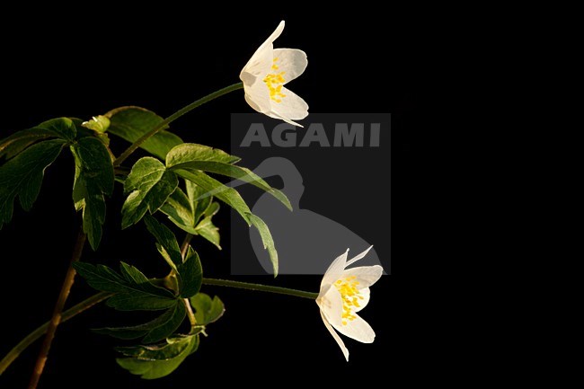 Close-up van bloeiende Bosanemoon, Close up of flowering Wood anemone stock-image by Agami/Wil Leurs,