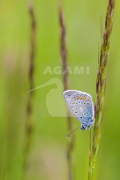 Male Common Blue stock-image by Agami/Wil Leurs,