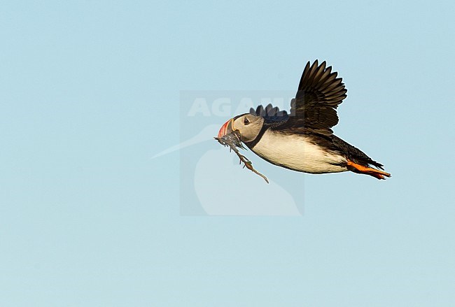 Papegaaiduiker in de vlucht; Atlantic Puffin in flight stock-image by Agami/Danny Green,