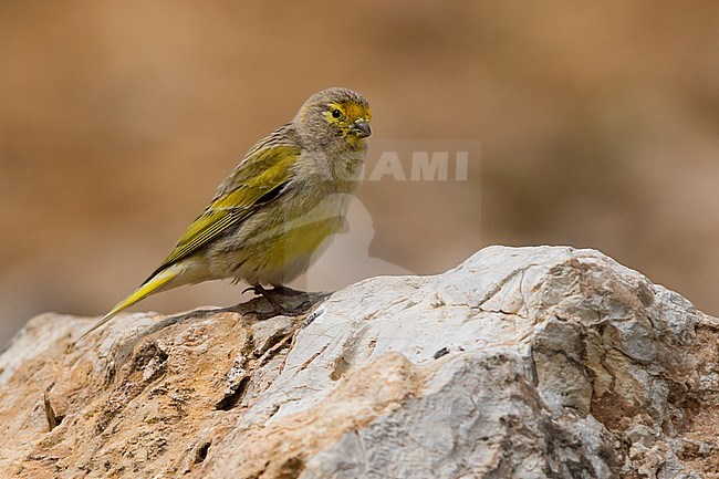 Male Syrian Serin (Serinus syriacus) perched on a rock stock-image by Agami/Dubi Shapiro,