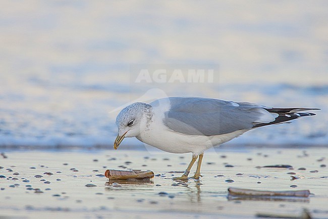 Stormmeeuw foeragerend op strand; Common Gull foraging at beach stock-image by Agami/Menno van Duijn,