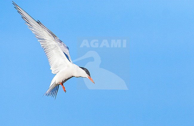 Adult Common Tern (Sterna hirundo) hovering over lake near Skala Kalloni on the Mediterranean island of Lesvos, Greece. Against perfect blue sky as background. stock-image by Agami/Marc Guyt,