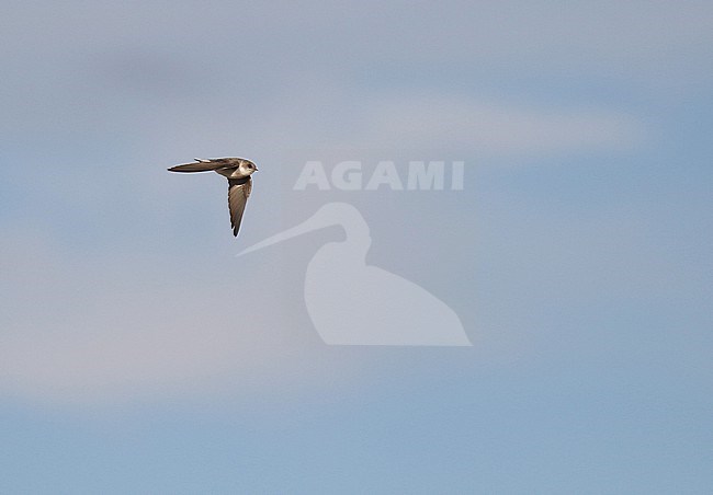 Pale sand martin (Riparia diluta) in Russia. stock-image by Agami/Magnus Hellström,