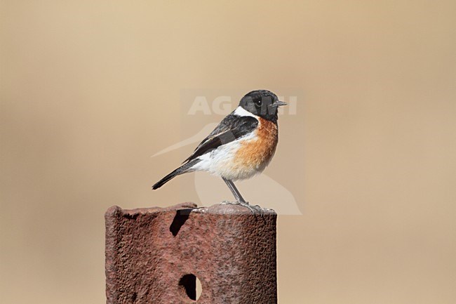 Mannetje Afrikaanse Roodborsttapuit, Male African Stonechat stock-image by Agami/Karel Mauer,