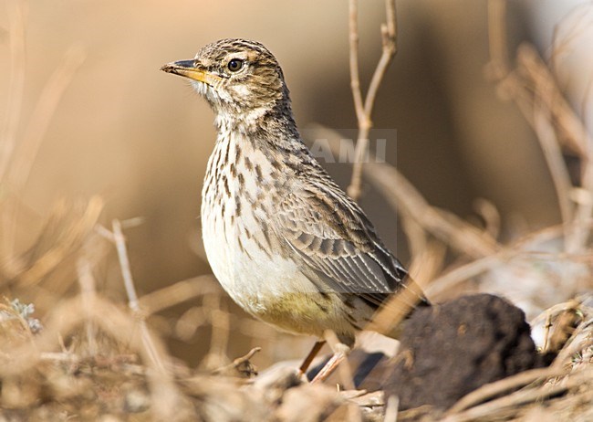 Grootsnavelleeuwerik, Large-billed Lark, Galerida magnirostris stock-image by Agami/Marc Guyt,