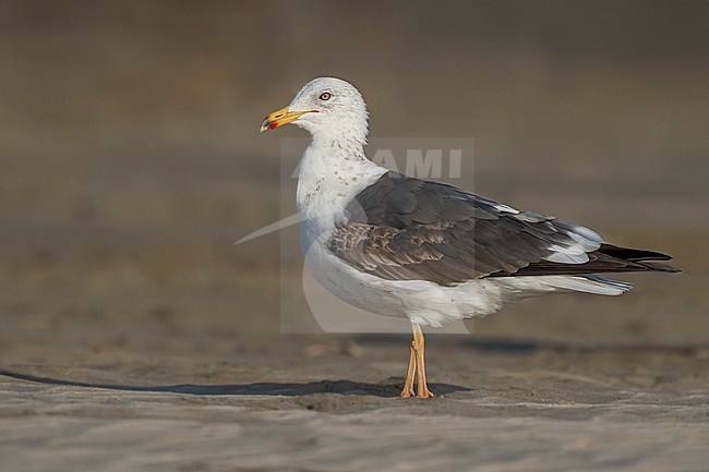 3rd year
Galveston Co., TX
April 2023 stock-image by Agami/Brian E Small,