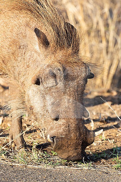 Southern Warthog (Phacochoerus africanus sundevallii), cloe-up of an adult grazing on the ground, Mpumalanga, South Africa stock-image by Agami/Saverio Gatto,