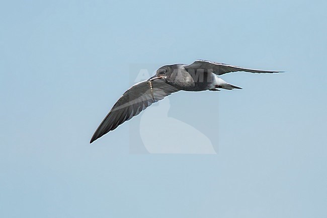 Zwarte Stern in vlucht met vis; Black Tern in flight with fish stock-image by Agami/Menno van Duijn,