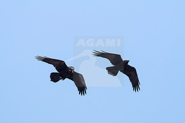 Bruinnekraaf in vlucht; Brown-necked Raven in flight stock-image by Agami/Ralph Martin,