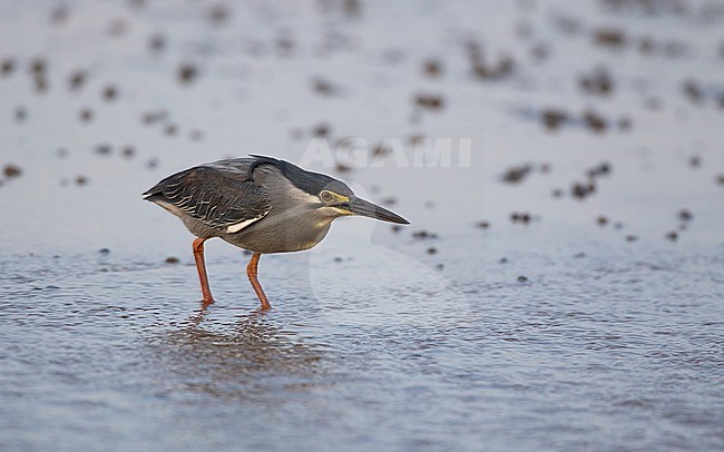 Striated Heron (Butorides striata), hunting a low tide at Khok Kham,Thailand stock-image by Agami/Helge Sorensen,