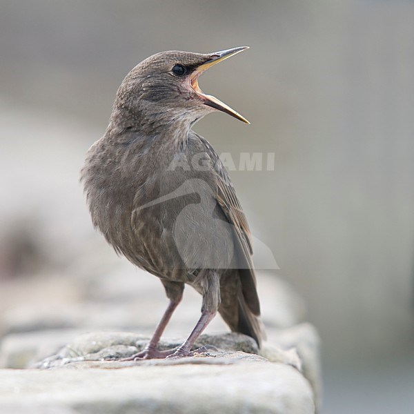 Juveniele Spreeuw roepend; Juvenile Common Starling calling stock-image by Agami/Han Bouwmeester,