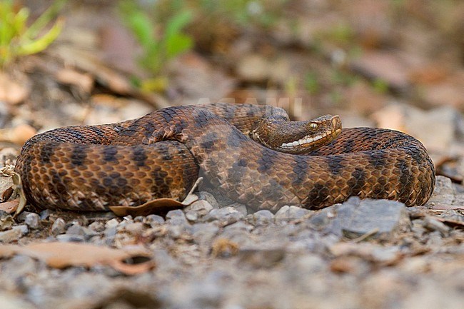 viper, vipera aspis stock-image by Agami/Saverio Gatto,