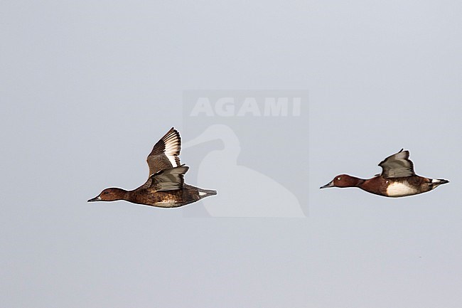 Ferruginous Duck, Witoogeend, Aythya nyroca, Hungary, adult pair stock-image by Agami/Ralph Martin,