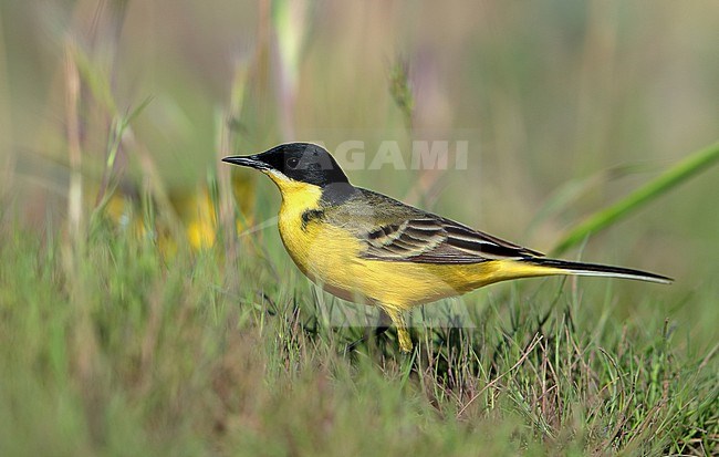 Adult Black-headed Wagtail, Motacilla flava feldegg, at Hyeres - France. stock-image by Agami/Aurélien Audevard,