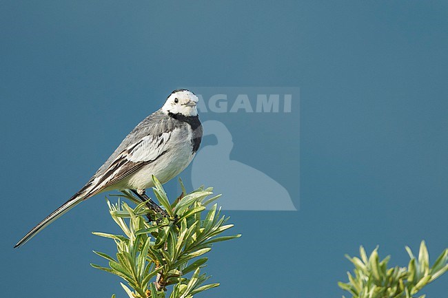 Baikal White Wagtail, Motacilla alba baicalensis, Russia (Baikal), adult, male. stock-image by Agami/Ralph Martin,