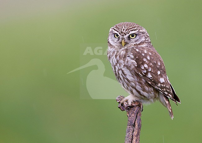 Little Owl (Athene noctua) Hungary May 2016 stock-image by Agami/Markus Varesvuo,