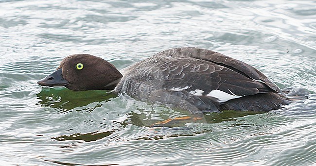 Barrow's Goldeneye, IJslandse Brilduiker, Bucephala islandica, Iceland, adult female stock-image by Agami/Ralph Martin,