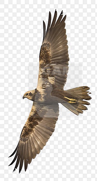 Vrouwtje Bruine kiekendief in de vlucht; Female Western Marsh Harrier in flight stock-image by Agami/Daniele Occhiato,