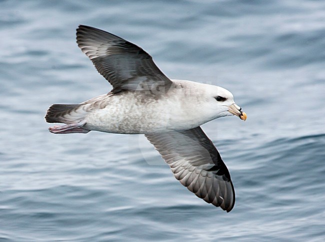 Pacifische Noordse Stormvogel, Pacific Northern Fulmar, Fulmarus glacialis rodgersii stock-image by Agami/Martijn Verdoes,