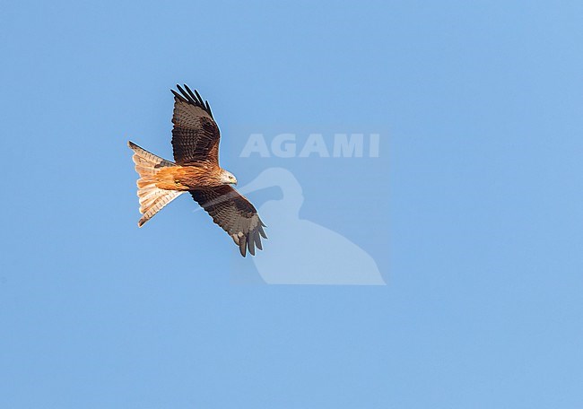 Red Kite, Milvus milvus, flying overhead in France. stock-image by Agami/Marc Guyt,