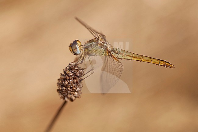 Imago Vuurlibel; Adult Scarlet Darter; Adult Broad Scarlet stock-image by Agami/Fazal Sardar,