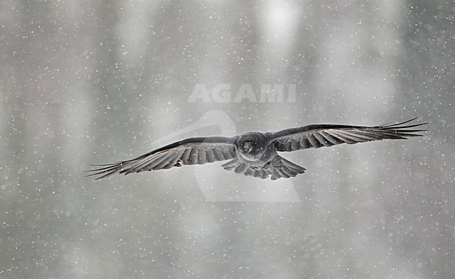 Raaf in vlucht, Common Raven in flight stock-image by Agami/Markus Varesvuo,