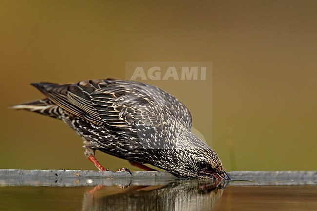 Drinkende Spreeuw, Common Starling drinking stock-image by Agami/Markus Varesvuo,