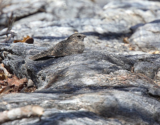 Roosting Pygmy Nightjar, Nyctipolus hirundinaceus cearea, in Brazil. stock-image by Agami/Andy & Gill Swash ,