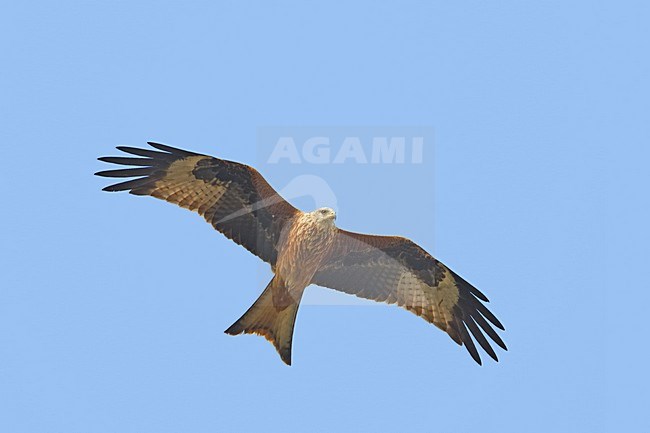 Red Kite flying; Rode Wouw vliegend stock-image by Agami/Markus Varesvuo,