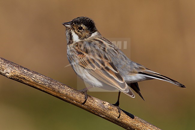 Mannetje Rietgors; Male Reed Bunting stock-image by Agami/Daniele Occhiato,