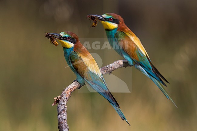 Bijeneters met prooi, European Bee-eaters with prey stock-image by Agami/Daniele Occhiato,