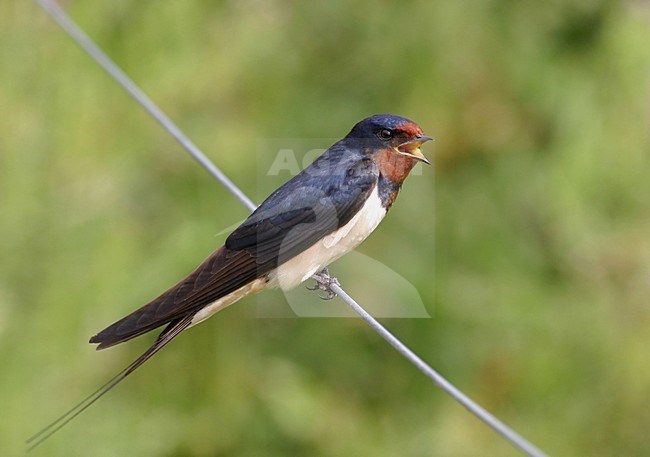 Boerenzwaluw volwassen zittend op draad; Adult Barn Swallow perched on barbed wire stock-image by Agami/Reint Jakob Schut,