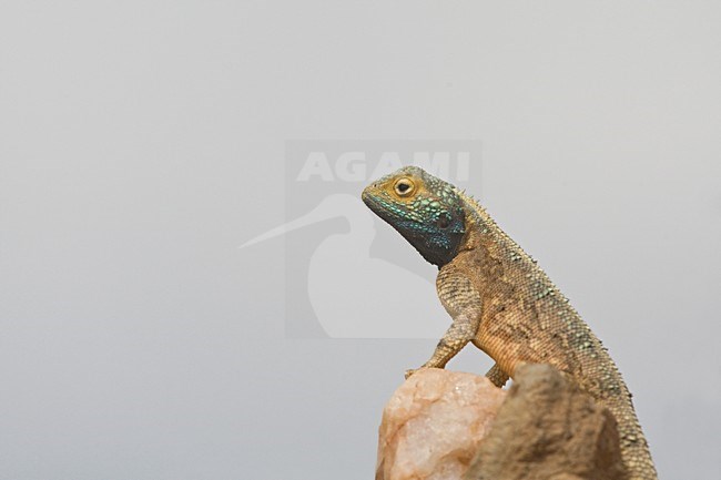 Mannetje Common Spiny Agama op steen Namibie, Male Common Spiny Agama at rock Namibia stock-image by Agami/Wil Leurs,