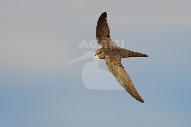 Vale Gierzwaluw in de vlucht; Pallid Swift in flight stock-image by Agami/Daniele Occhiato,
