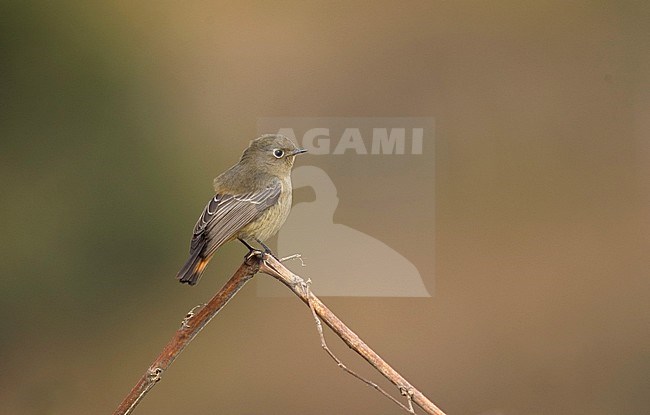 Wintering female Blue-fronted redstart (Phoenicurus frontalis) perched on branch. stock-image by Agami/Marc Guyt,