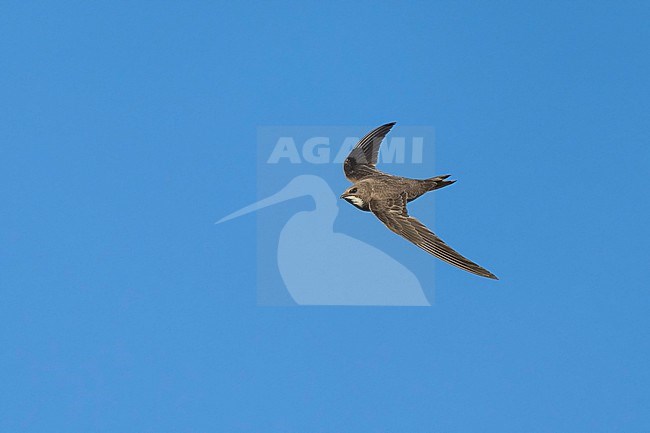 Alpine Swift (Tachymarptis melba) flying agains blue sky in Switzerland. stock-image by Agami/Marcel Burkhardt,