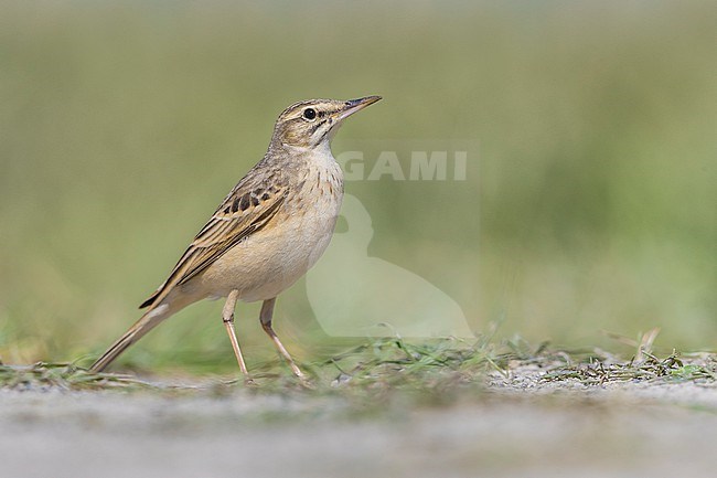 Tawny Pipit (Anthus campestris) in Italy. stock-image by Agami/Daniele Occhiato,