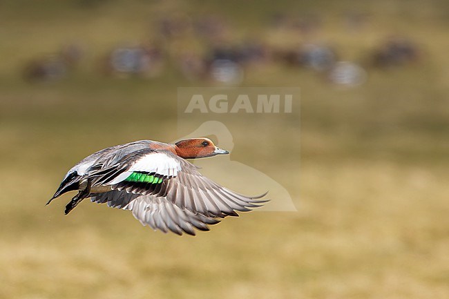 Eurasian Wigeon (Anas penelope) male taking off on wintering grounds in The Netherlands stock-image by Agami/Martijn Verdoes,