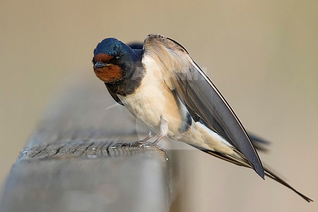 Barn Swallow - Rauchschwalbe - Hirundo rustica ssp. rustica, Hungary, adult male stock-image by Agami/Ralph Martin,