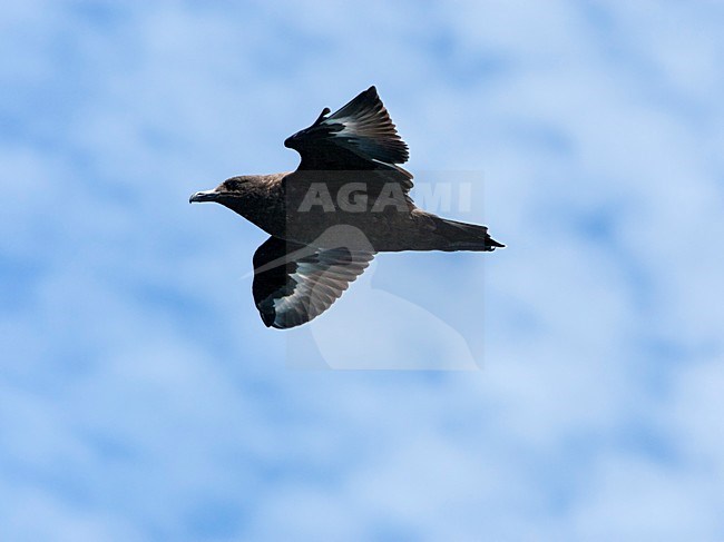 Subantarctische Grote Jager in vlucht, Southern Skua in flight stock-image by Agami/Wil Leurs,