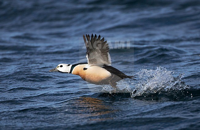 Stellers Eider; Steller's Eider; Polysticta stelleri stock-image by Agami/Hugh Harrop,