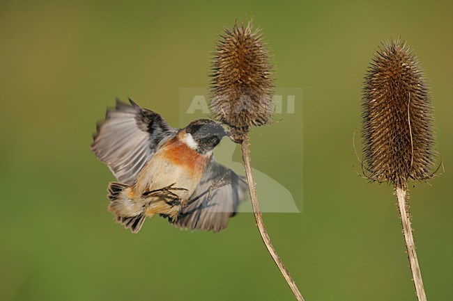 Mannetje Roodborsttapuit in de vlucht; Male European Stonechat in flight stock-image by Agami/Menno van Duijn,