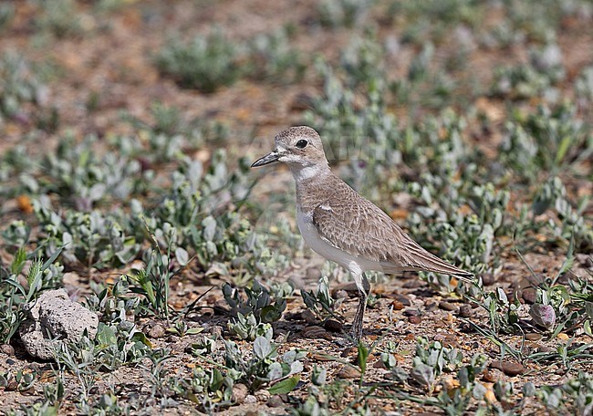 Adult female Greater Sand Plover (Charadrius leschenaultii crassirostris) standing on arid steppes of central Asia. stock-image by Agami/Andy & Gill Swash ,