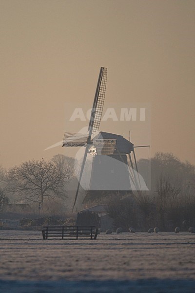 De Hoekermolen in ochtend licht Nederland, The Hoekermolen at morning light Netherlands stock-image by Agami/Wil Leurs,