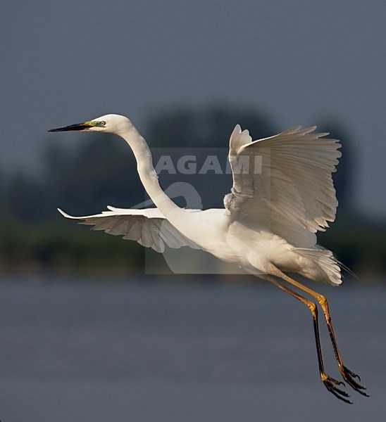 Grote Zilverreiger; Great Egret (Egretta alba) Hungary May 2008 stock-image by Agami/Markus Varesvuo / Wild Wonders,