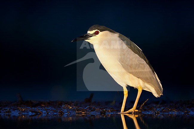 Nachtelijke Kwak staand in water; Black-crowned Night Heron standing in the water at night stock-image by Agami/Marc Guyt,